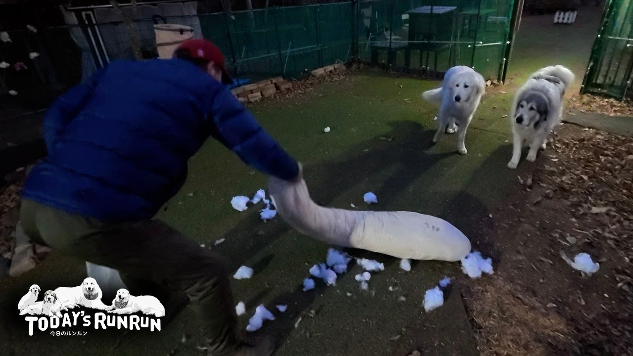 抱き枕破壊！一応悪い事をした自覚はあそうなリリーです　Great Pyrenees　グレートピレニーズ