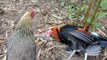 mus cuab tau qaib qus nawb