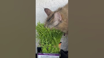 Cat catnip grass