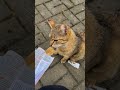 Picky Cat Loves Applaws Salmon Treat🍣