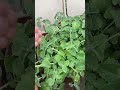 حتى تكاثرها جدا سريع نباتات منزلية شار زراعة حتى تكاثرها جدا سريع نباتات منزلية شار زراعة