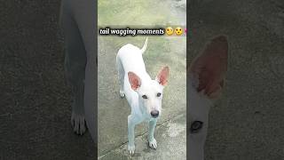 The dog's tail is wagging rapidly.👀🤟💕 #dog #waggingtails #shorts