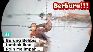 Mantappoin Melimpah Berburu Burung Belibis Di Tambak Ikan