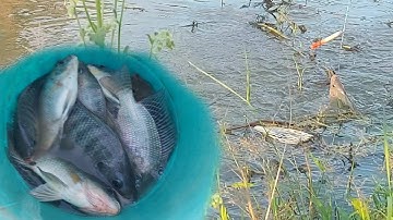 Câu cá rô,rô phi,trúng bầy cá rô phi khủng quá đã | vui miền tây vlog