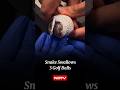 Snake Swallows 3 Golf Balls, Vets Pull Off Unusual Rescue Without Surgery