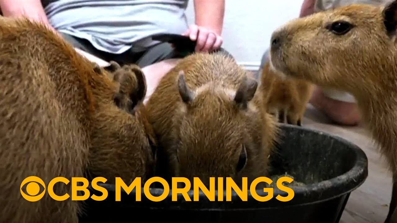This Florida café lets you sip coffee with capybaras