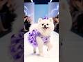 FUNNY PETS 🤣 Hilarious Animal Compilation 2025#shorts