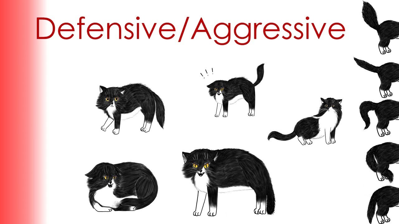 Cat Aggression How do you stop aggression in cats Why is my cat