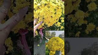 🌼Dangkub flower or heavenly flower 🌼#garden #shortsfeed #flowers screenshot 1