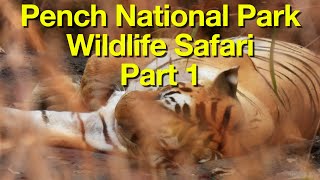 Pench National Park - Part 1 | Wildlife Safari | The High Roads | Baghvan a Taj Safari | Jungle book