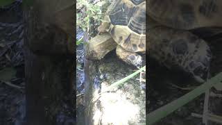 Kaplumbağaya Su Içirdim