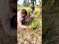 বিক্রম জাতের পেঁয়াজে এবার বাম্পার ফলন কাঠায় ৭ মন শতকে ১২০ কেজি