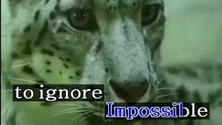 Dreams - The Cranberries (Karaoke/Lyrics/Instrumental) HD screenshot 4