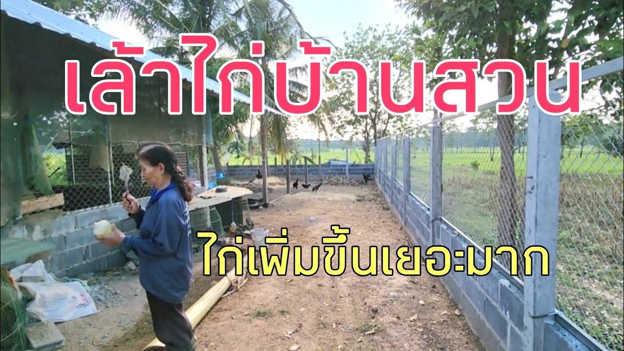 เล้าไก่บ้านสวน ไก่เพิ่มขึ้นเยอะมาก