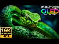 Amazing Nature Video | 16K HDR 120fps Dolby Vision ULTRA HD