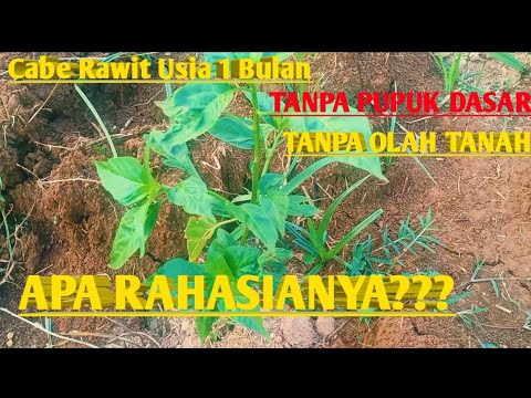 Cabe Rawit Usia 1 Bulan BerCabang Banyak // Tanpa Olah Tanah //Tanpa