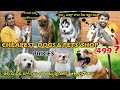 Buy dogs in hyderabad cheapest pets shop with prices buy 100 original breed dogs dogs with price
