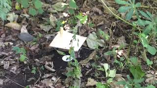 Setting up Pitfall Traps