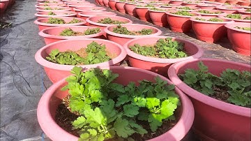 Ngắt đọt lần 2 thêm phân và giá thể cho Cúc mâm xôi hàn(7/9al) #cucmamxoi #garden #flowers #nhavuon