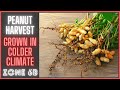 Harvesting Peanuts - Grown in Colder Climate