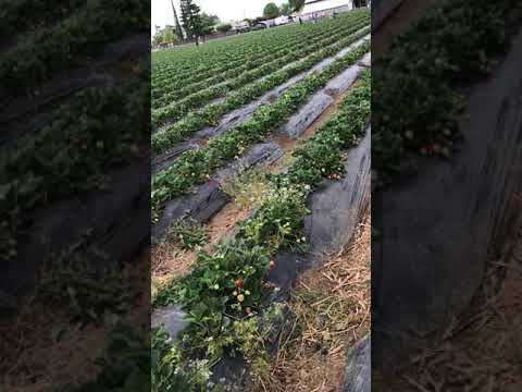 Hái Dâu Tây. Pick strawberries at Chan. Brentwood California