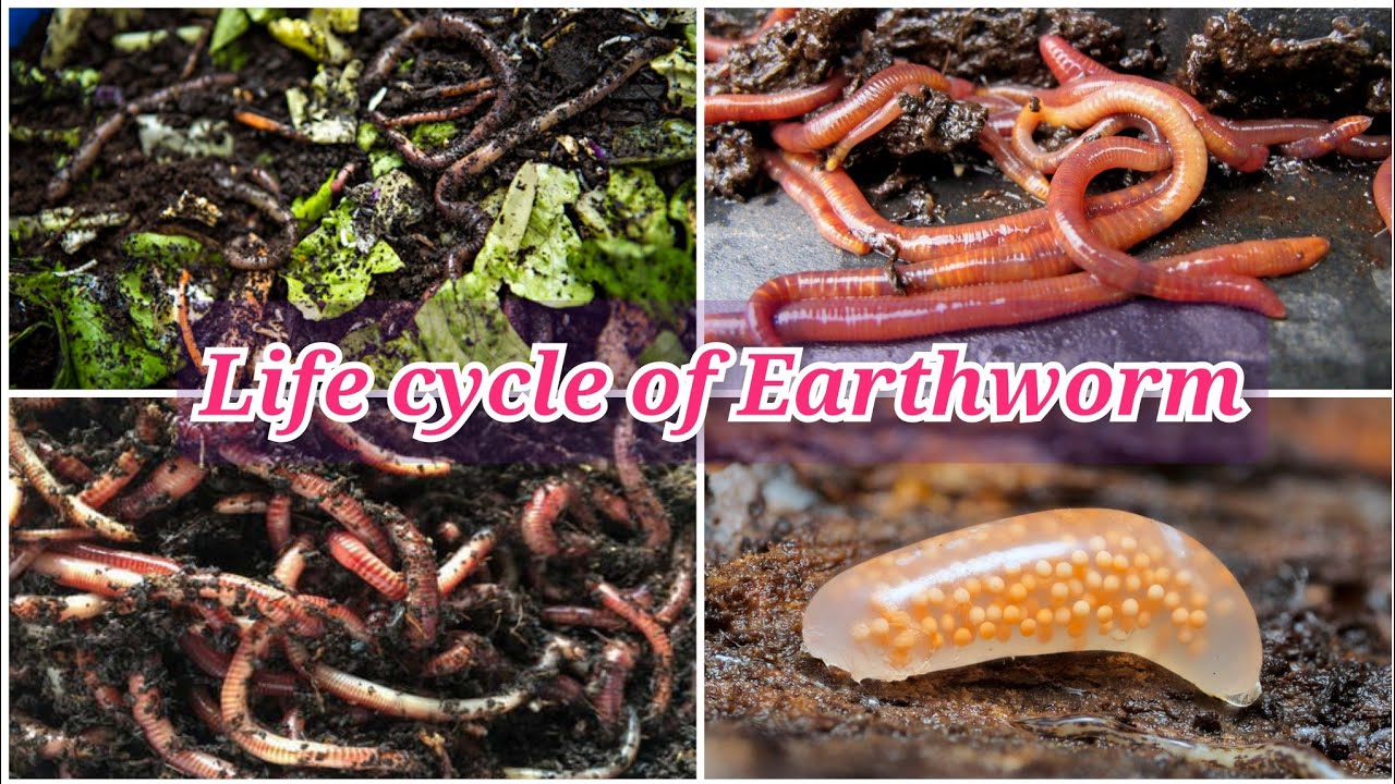 Life cycle of Earthworm, Earthworm life, Earthworm