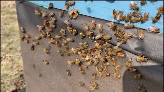Procrastination and Beekeeping Don't Mix, Lots of Pollen