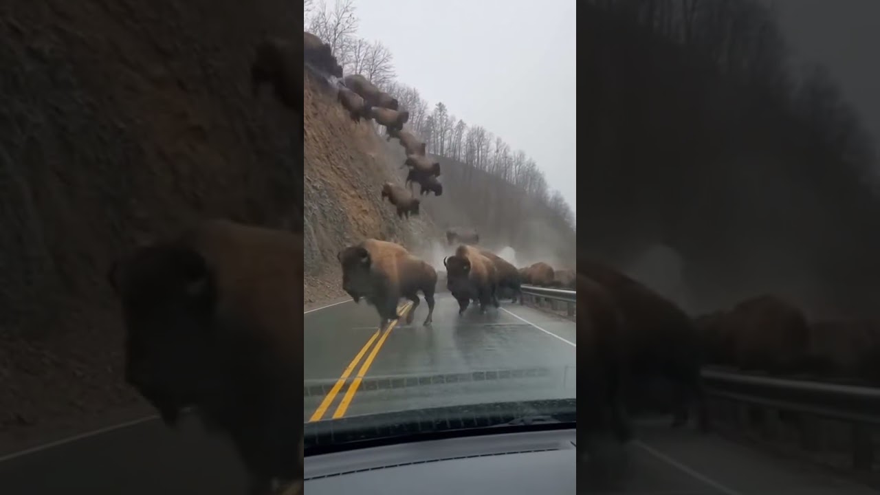 INSANE Bison Herd Stampede Down Cliff! | Close Call with Car!
