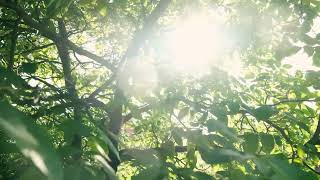 Unreal Nature Moments You’ve Never Seen | 4K HDR