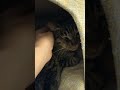 お籠り中の猫　#保護猫 #ねこ #cat