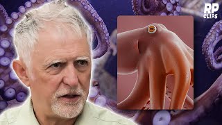 What’s It Like to Be an Octopus