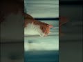 Testing the Sony FX3: Cat Cinematic