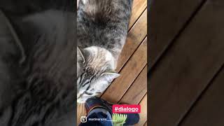 Seal tabby point siamese