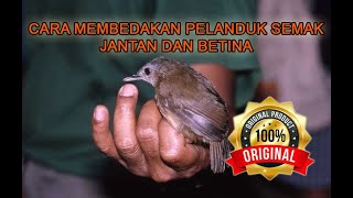 Pelanduk Semak Horsfield S Babbler Malacocincla Sepiaria Jenis Burung