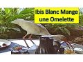 Regardez libis blanc qui mange une omelette  aventure oiseaux nature  serge toniettogigure