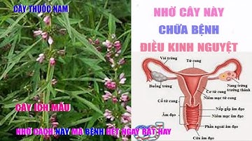 Cây Thuốc Nam | Điều Hòa Kinh Nguyệt | Thuốc Nam Chữa Bệnh Điều Kinh
