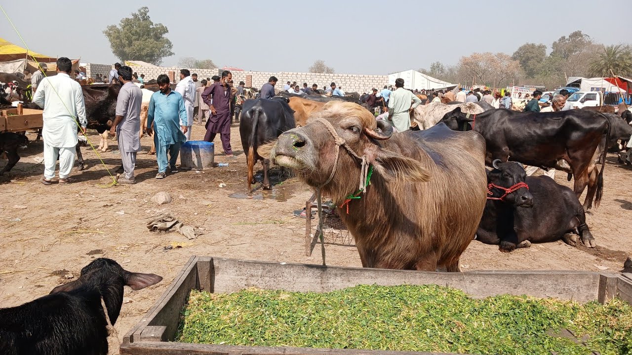 Gujarat Mandi Punjabivlog8l3l2026