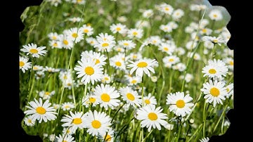 Understanding Transparency in PaintShop Pro