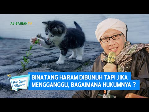 Video: Bolehkah perosak membunuh anda?