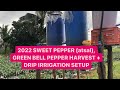 2022 first harvest green bell pepper  sweet pepper atsal  drip irrigation setup