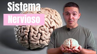 The NERVOUS SYSTEM 🧠 structure and functions of the BRAIN