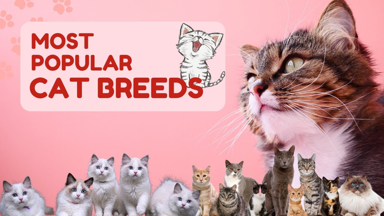 Most Popular Cat Breeds 