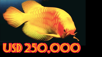 Best Top 10 Most Expensive Arowana Fish in the World | Super Rare Arowana Fish