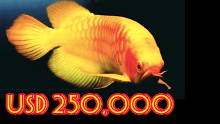 Best Top 10 Most Expensive Arowana Fish in the World | Super Rare Arowana Fish