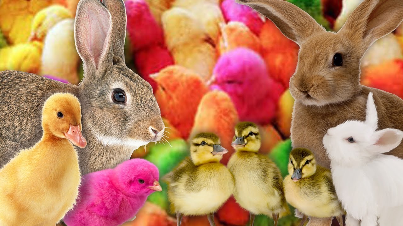 Catch millions of cute chickens, colorful chickens, rainbow ,rabbits 😍 ...