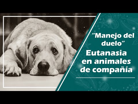 Video: Qué sucede durante la cita de eutanasia de una mascota