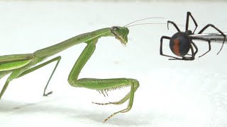 ヤバい毒グモをカマキリに始末させる