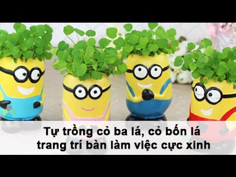 Trồng Cỏ Ba Lá - Tự trồng cỏ ba lá, cỏ bốn lá trang trí bàn làm việc cực xinh