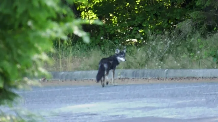 2-year-old attacked by coyote in Vancouver's Stanl...