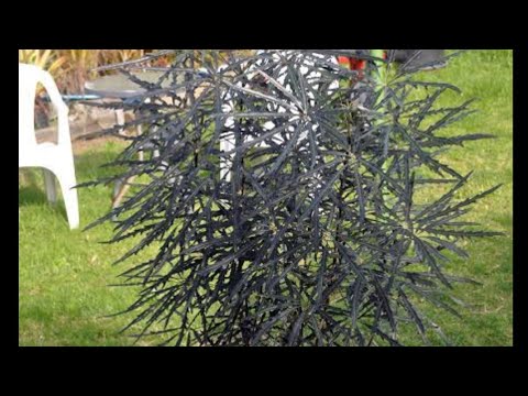 كيفية إكثار نبات الاراليا بالقمه الناميه وطرق الرعايه